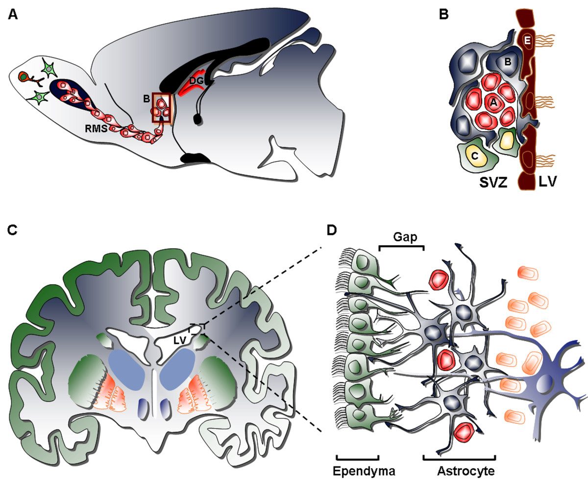 The anatomy of the neurogenic subventricular zone in the adult rodent and human brain