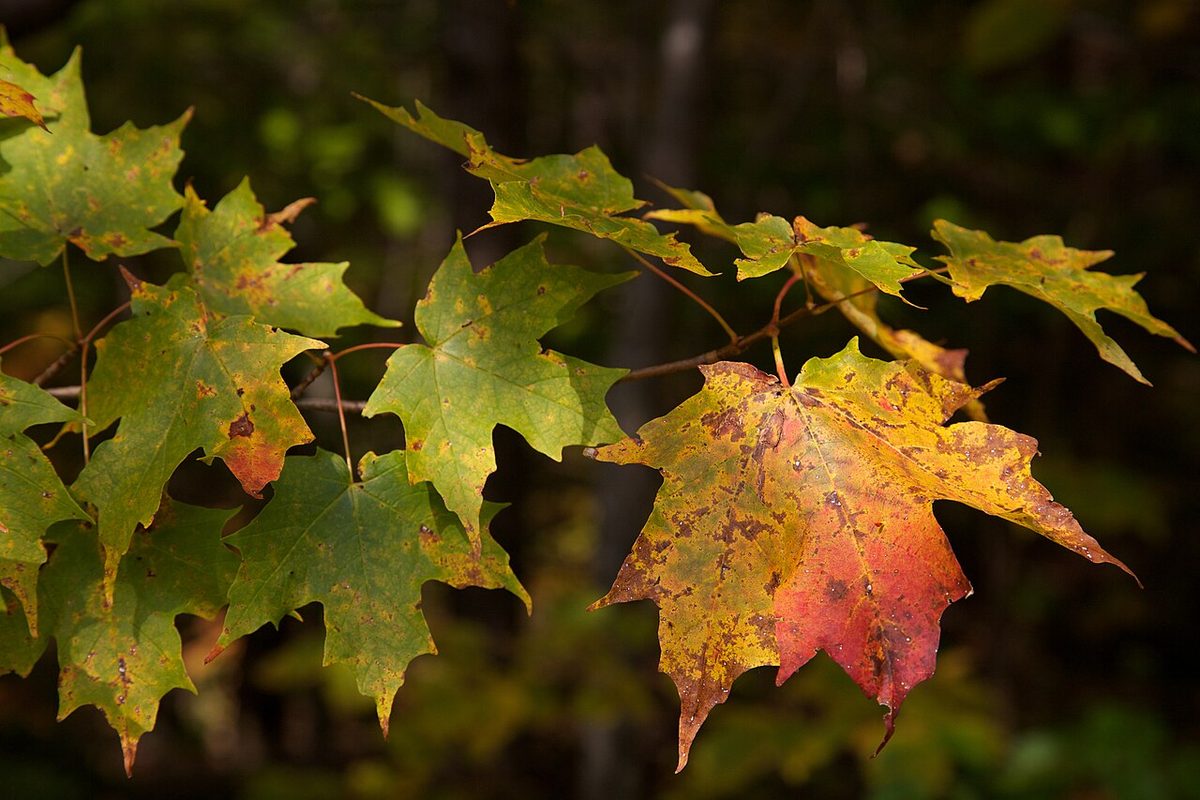 Acer saccharum leaves, Green Mountain National Forest.jpg