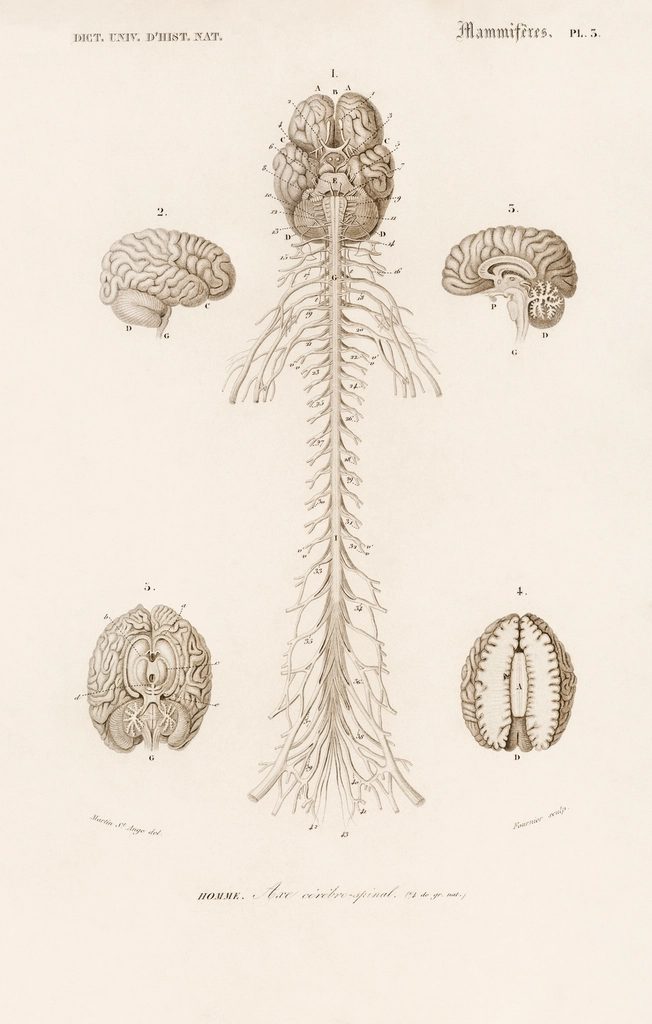 Human’s Brain illustrated Charles Dessalines